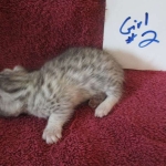 Mau, silver, female DOB 3-23-18