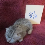 Mau, silver, female DOB 3-23-18