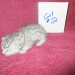 Mau, silver, female DOB 3-23-18