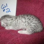 Mau, silver, female DOB 3-23-18