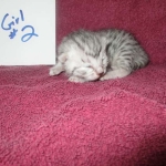 Mau, silver, female DOB 3-23-18