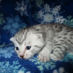 Mau, silver, female DOB 3-23-18