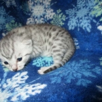 Mau, silver, female DOB 3-23-18