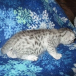 Mau, silver, female DOB 3-23-18