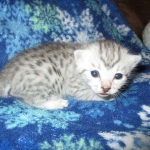 Mau, silver, female DOB 3-23-18