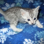 Mau, silver, female DOB 3-23-18