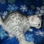 Mau, silver, female DOB 3-23-18