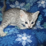 Mau, silver, female DOB 3-23-18