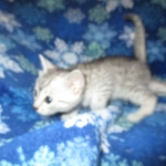 Mau, silver, female DOB 3-23-18
