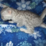 Mau, silver, female DOB 3-23-18