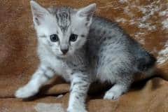 Mimi Mau Silver female #3 DOB 11-8-22 smaller spots