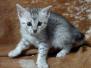 Mimi Mau Silver female #3 DOB 11-8-22 smaller spots