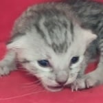 Mau Silver female DOB 11-8-22