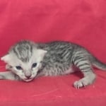 Mau Silver female DOB 11-8-22