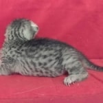 Mau Silver female DOB 11-8-22