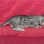 Mau Silver female DOB 11-8-22