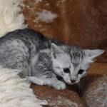 Mau Silver female DOB 11-8-22