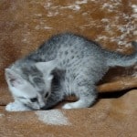 Mau Silver female DOB 11-8-22