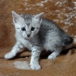 Mau Silver female DOB 11-8-22