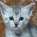 Mau Silver female DOB 11-8-22