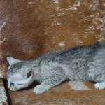 Mau Silver female DOB 11-8-22