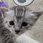 Mau Silver female DOB 11-8-22