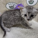 Mau Silver female DOB 11-8-22