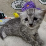 Mau Silver female DOB 11-8-22