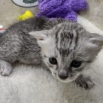 Mau Silver female DOB 11-8-22