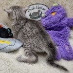 Mau Silver female DOB 11-8-22