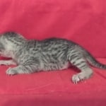 Mau Silver female DOB 11-8-22