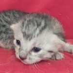 Mau Silver female DOB 11-8-22