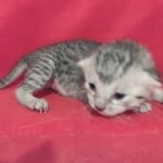 Mau Silver female DOB 11-8-22