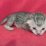 Mau Silver female DOB 11-8-22