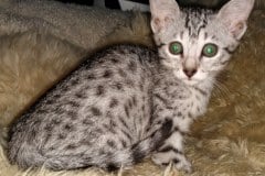 Ruby Mau Silver Female #3 DOB 4-1-20