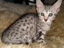 Ruby Mau Silver Female #3 DOB 4-1-20