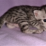 Mau, silver, female, DOB 4-1-20