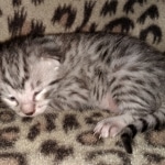 Mau, silver, female, DOB 4-1-20