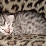 Mau, silver, female, DOB 4-1-20