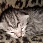 Mau, silver, female, DOB 4-1-20