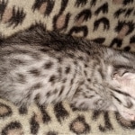 Mau, silver, female, DOB 4-1-20