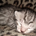 Mau, silver, female, DOB 4-1-20