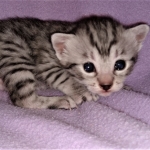 Mau, silver, female, DOB 4-1-20