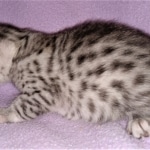 Mau, silver, female, DOB 4-1-20