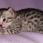 Mau, silver, female, DOB 4-1-20