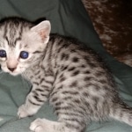 Mau, silver, female, DOB 4-1-20