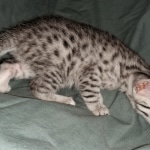 Mau, silver, female, DOB 4-1-20