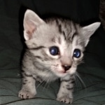 Mau, silver, female, DOB 4-1-20