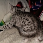 Mau, silver, female, DOB 4-1-20