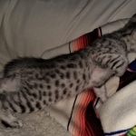 Mau, silver, female, DOB 4-1-20